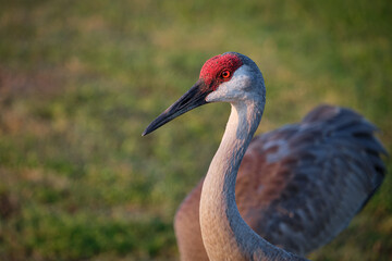 Florida Sandhill Crane