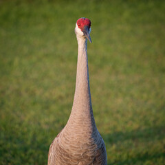 Florida Sandhill Crane
