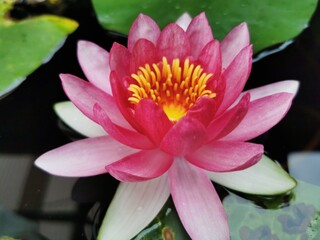 pink water lily
