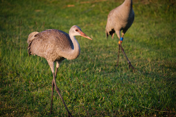 Florida Sandhill Crane