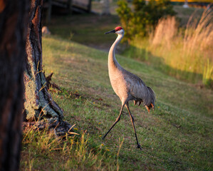 Florida Sandhill Crane