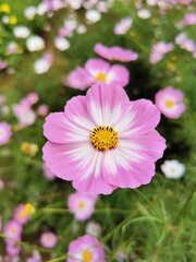 Fototapeta premium pink cosmos flower