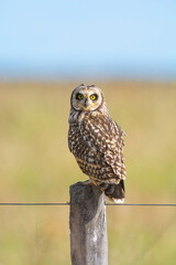 Short eared Owl, perched on a fence, Patagonia, Argentina.