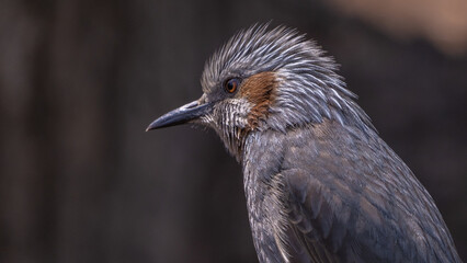 Brown-eared bulbul