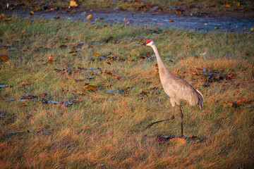 Florida Sandhill Crane
