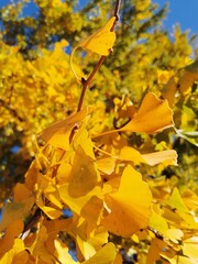 yellow autumn leaves