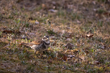 Dusky thrush