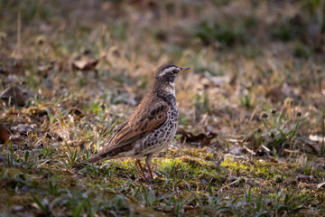 Dusky thrush