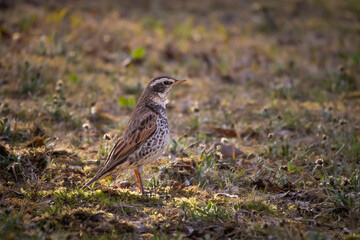 Dusky thrush