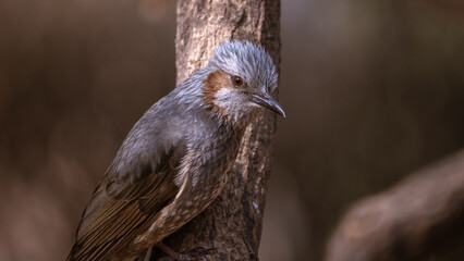 Brown-eared bulbul