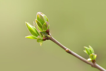 First spring leaves, buds on branches in spring. Lilac. Spring background. Copy space for text