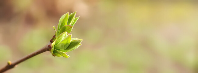 Fototapeta na wymiar First spring leaves, buds on branches in spring. Lilac. Spring background.Banner. Copy space for text