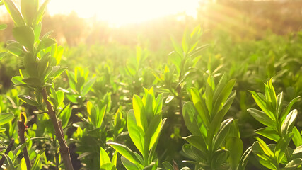 Close-up of leaves on a branch moving by the wind against the evening sunlight from behind. A beautiful nature background