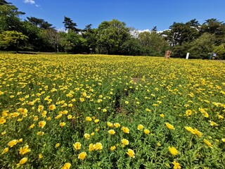 Obraz premium field of dandelions