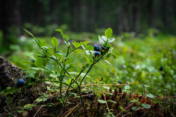 Blueberries. green Blueberry with ripe large juicy berries