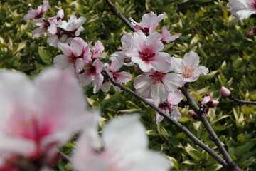 アーモンドの花