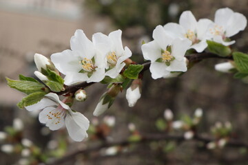 サクラの花
