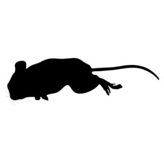 Black silhouette of a mouse on a white background.