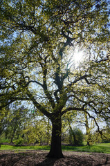 Obraz premium A tree with new spring leaves spreads against the sun in a park.