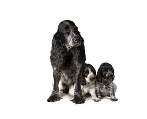 Dog breed hunting spaniel with two small puppies. Black and white dogs sit on a white background.