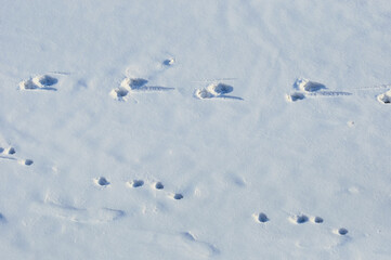 Footprints in the snow on a sunny winter day. View from above.