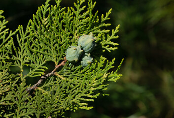 Blue cones of Platycladus orientalis on green twigs with soft needles on blurred background