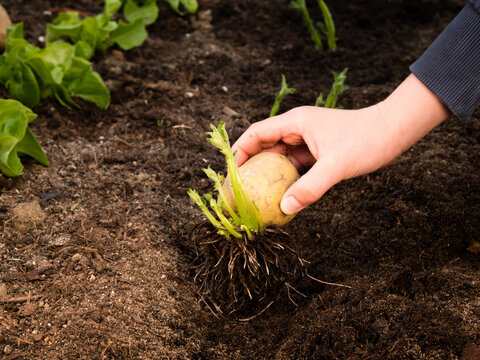 place tubers in ground, healthy sprouts chitting seed potatoes
