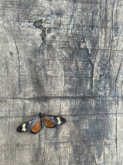 old wall with butterfly