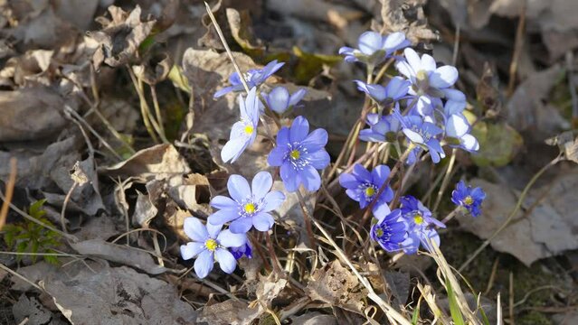 The blue hepatica flowers on the ground in Estonia with lots of dried liverwort around