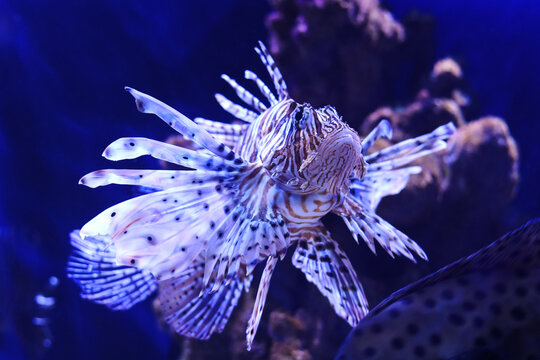 Red lionfish is swimming in an aquarium on a dark blue background.