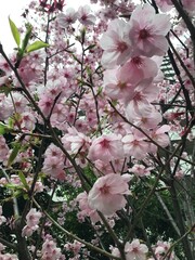 Sakura - Cherry Blossom in Japan