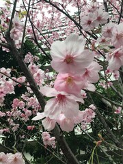 Sakura - Cherry Blossom in Japan