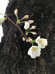 Sakura - Cherry Blossom in Japan