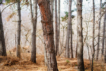 tree trunks in a mountain forest. spring walks 