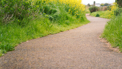菜の花の道しるべ