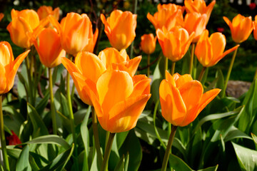gorgeous sunlit orange tulips on a warm April day	