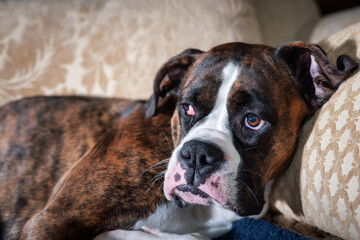 Portrait of a cute female Boxer Dog relaxing on a couch at home.