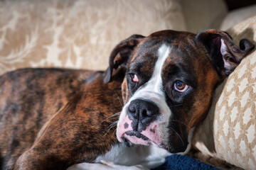 Fototapeta premium Portrait of a cute female Boxer Dog relaxing on a couch at home.