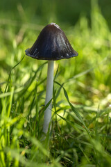 Inky cap mushroom with a white stalk among lush green grasses