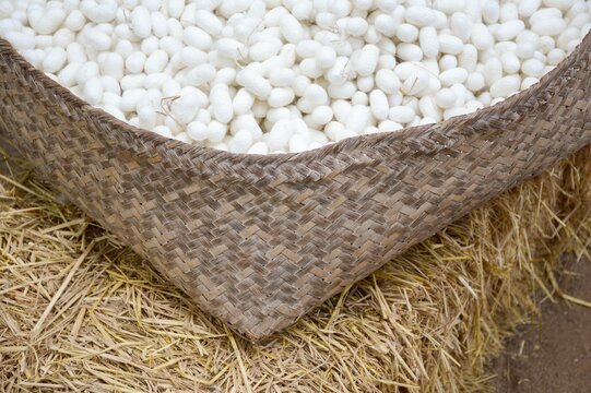 close up silk cocoon on bamboo basket