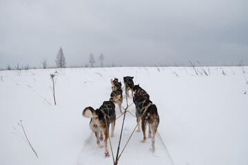 Cross-country dog competitions. Sled dogs pulling sledges rear view. A team of Alaska huskies...
