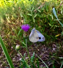 butterfly on a flower
