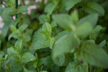 feuilles de menthe fraiches