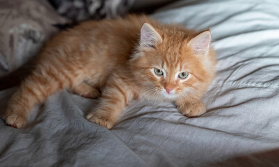 Cute ginger baby cat sitting on bed clothes.