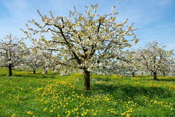 Fototapeta premium Frühling