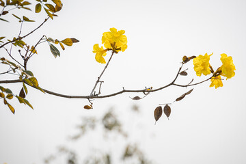 Yellow flower of golden tree Tabebuia chrysantha against in Phitsanulok, Thailand