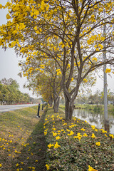 Yellow flower of golden tree Tabebuia chrysantha against in Phitsanulok, Thailand