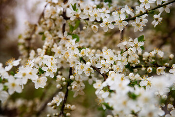 Flowering fruit trees in spring. Beautiful white flowers on a cherry tree bloom in spring, close up. Spring flowering background