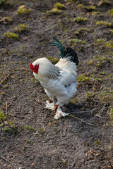 white rooster walking closely in the farm yard in spring