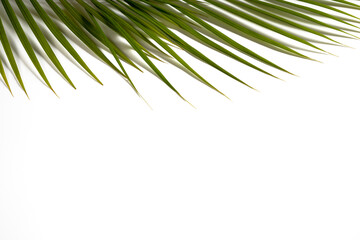 palm leaves on top of white background